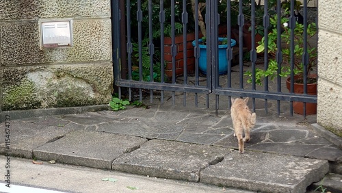 野良猫 photo