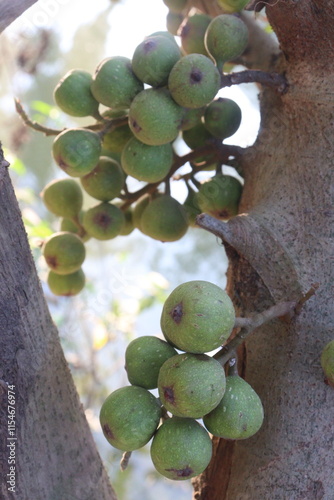 Ficus nota on tree in jungle photo