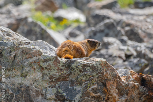 Marmot in the sunshine on a rock in Mayflower Gulch photo