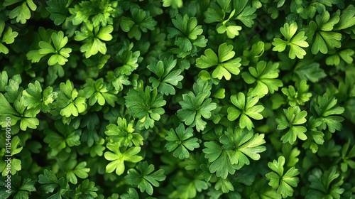 Vibrant Green Parsley Leaves Background
