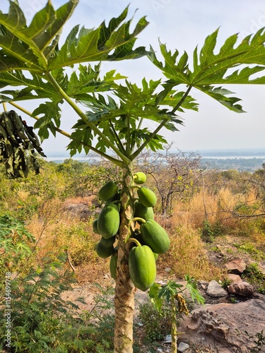 Plenty raw papaya on the tree. Vegetable agriculture concept.