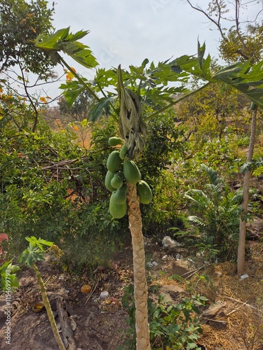 Plenty raw papaya on the tree. Vegetable agriculture concept.