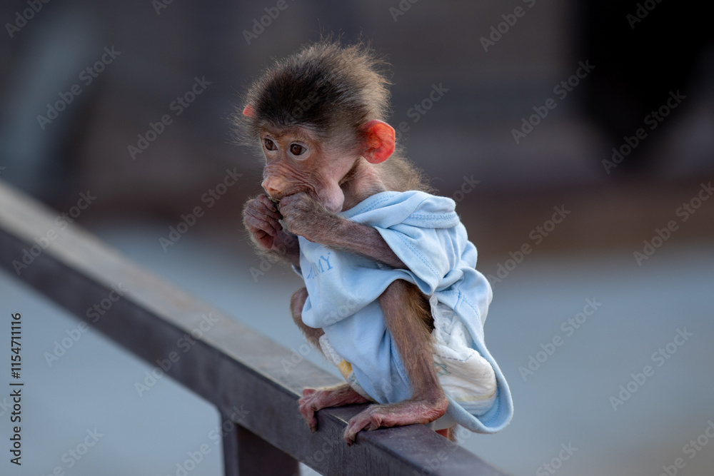 Ταπετσαρία An infant monkey wearing a diaper and dress is a delightful sight
