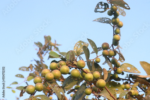 Ziziphus mauritiana fruit on tree in farm photo