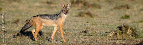 Black Backed Jackel on the savanna of the Mara Conservancy in Kenya, African adventure safari
