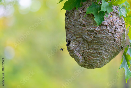 Bald-faced hornet ( Dolichovespula maculata ) Nest on a tree in the park. photo