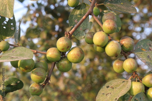 Ziziphus mauritiana fruit on tree in farm photo