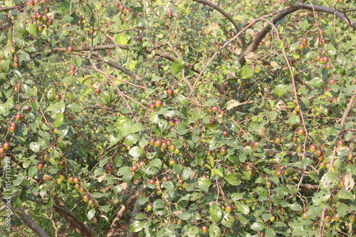 Ziziphus mauritiana fruit on tree in farm photo