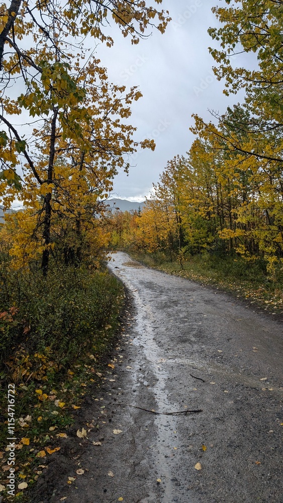 road in autumn forest road in autumn forest