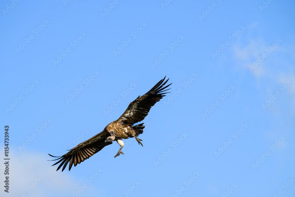 Vulture flying with feet down coming in for a landing, against a blue sky, Maasai Mara National Reserve in Kenya, African adventure safari
Vulture flying with feet down coming in for a landing, against a blue sky, Maasai Mara National Reserve in Kenya, African adventure safari