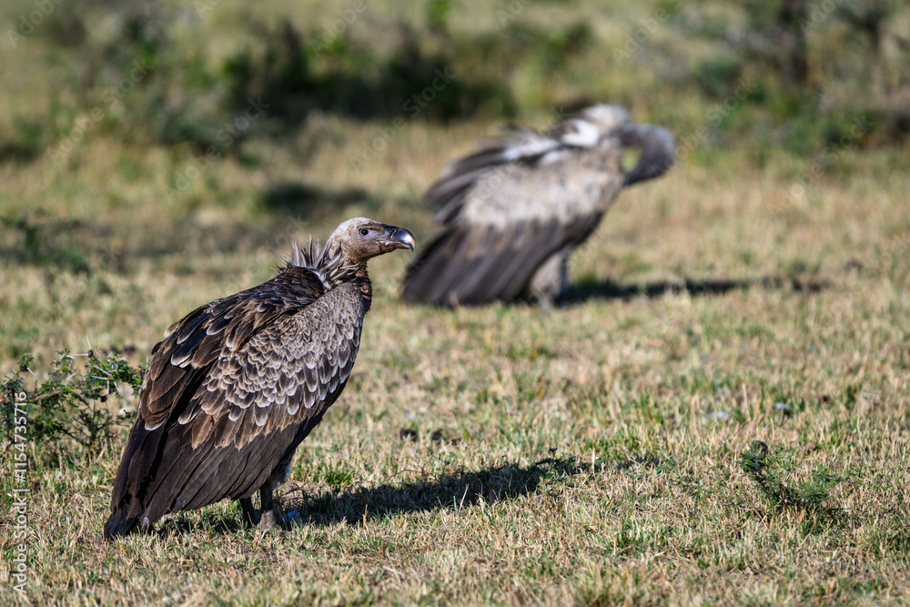 Vultures feeding on the carcass of a blue wildebeest, Maasai Mara National Reserve in Kenya, part of the great migration, African adventure safari
Vultures feeding on the carcass of a blue wildebeest, Maasai Mara National Reserve in Kenya, part of the great migration, African adventure safari