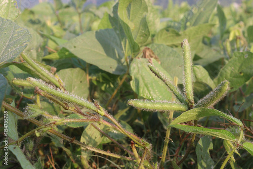 Vigna mungo plant on farm for harvest