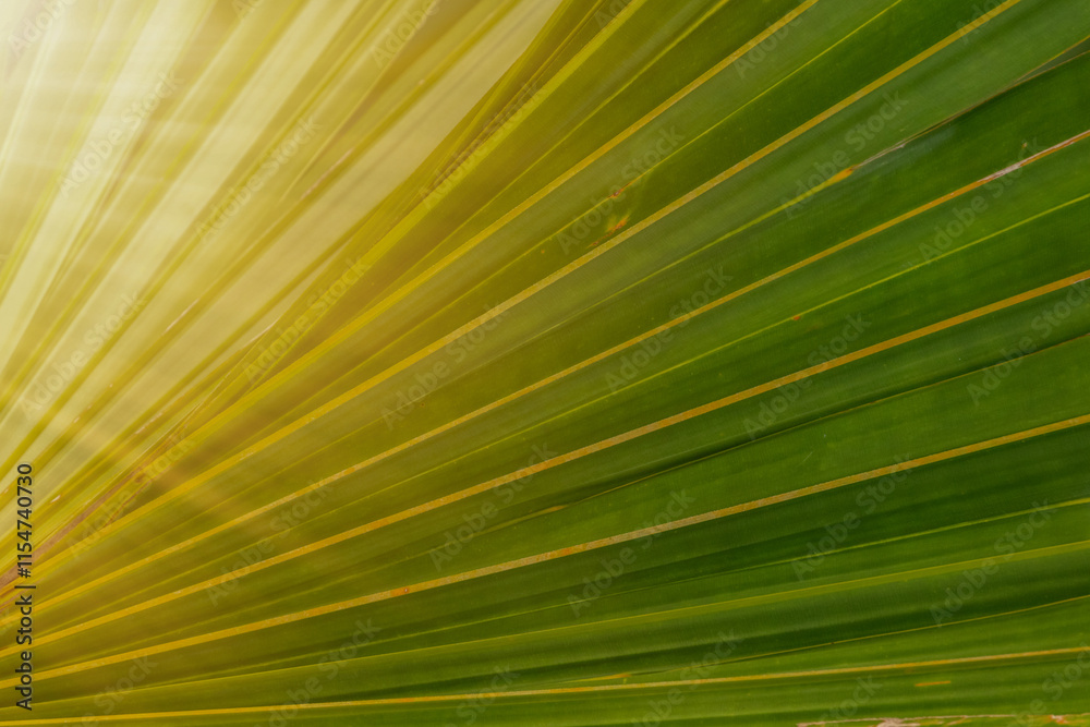 Obraz premium palm leaf texture natural tropical green leaf close up