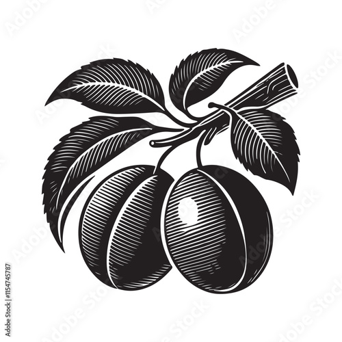 Plum Silhouette Vector Illustration, Solid White Background.