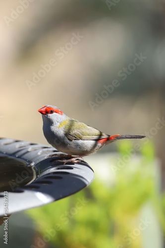 Red-browed Finch (Neochmia temporalis) at birdbath, South Australia