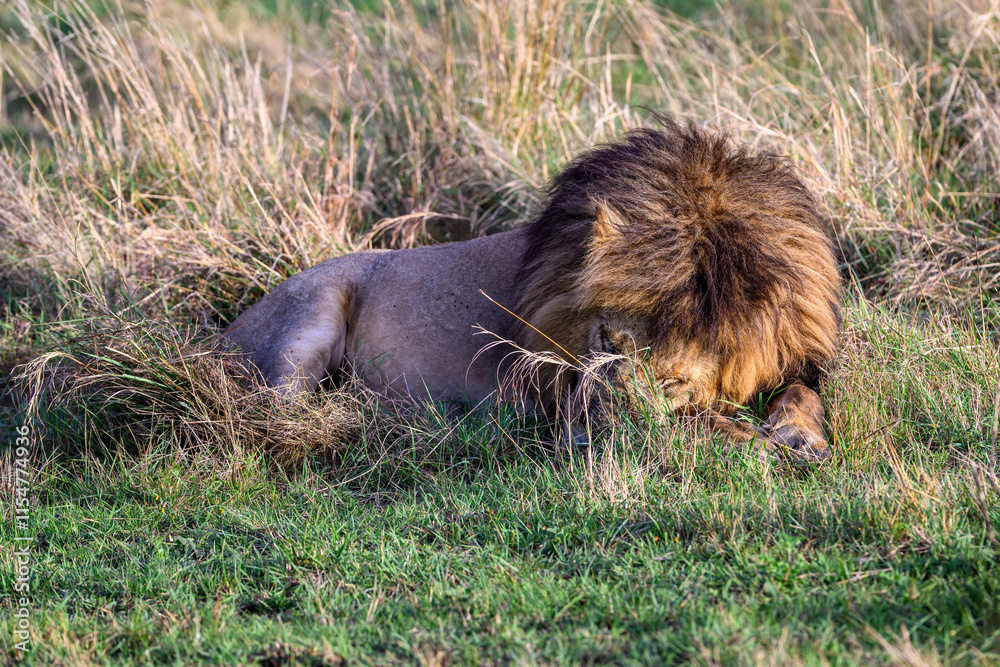 Male lion with large mane hiding his face in his paws laying in the grass, in the Maasai Mara National Reserve in Kenya, African adventure safari
Male lion with large mane hiding his face in his paws laying in the grass, in the Maasai Mara National Reserve in Kenya, African adventure safari