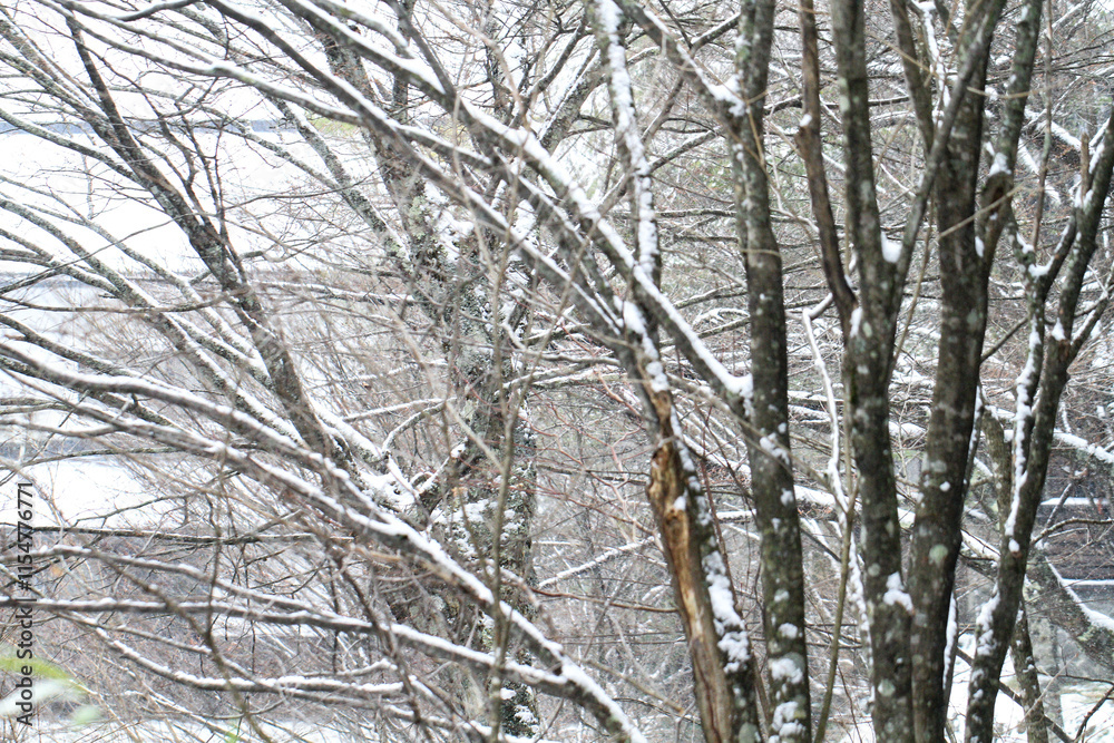 Snow Covered Tree Branches in Winter
Snow Covered Tree Branches in Winter