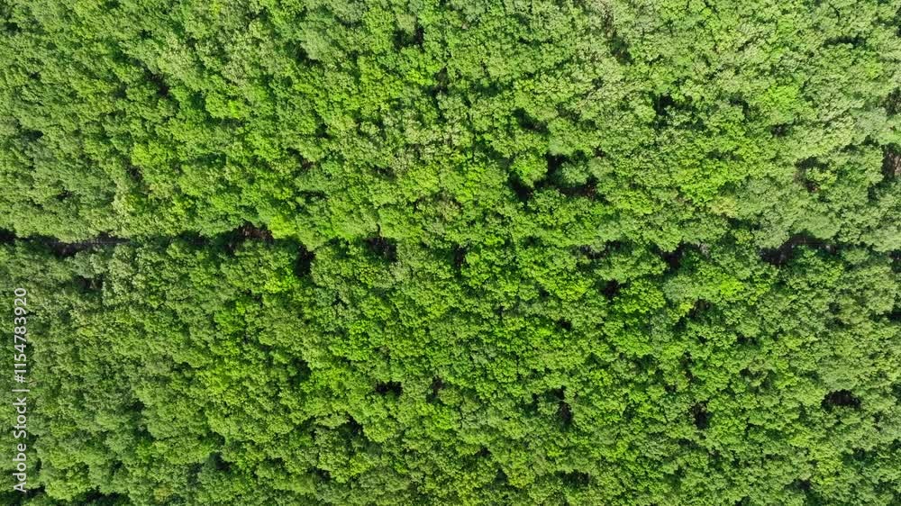 Aerial top view of green forest on a sunny day in summer. Foloi oak forest Aerial top view of green forest on a sunny day in summer. Foloi oak forest