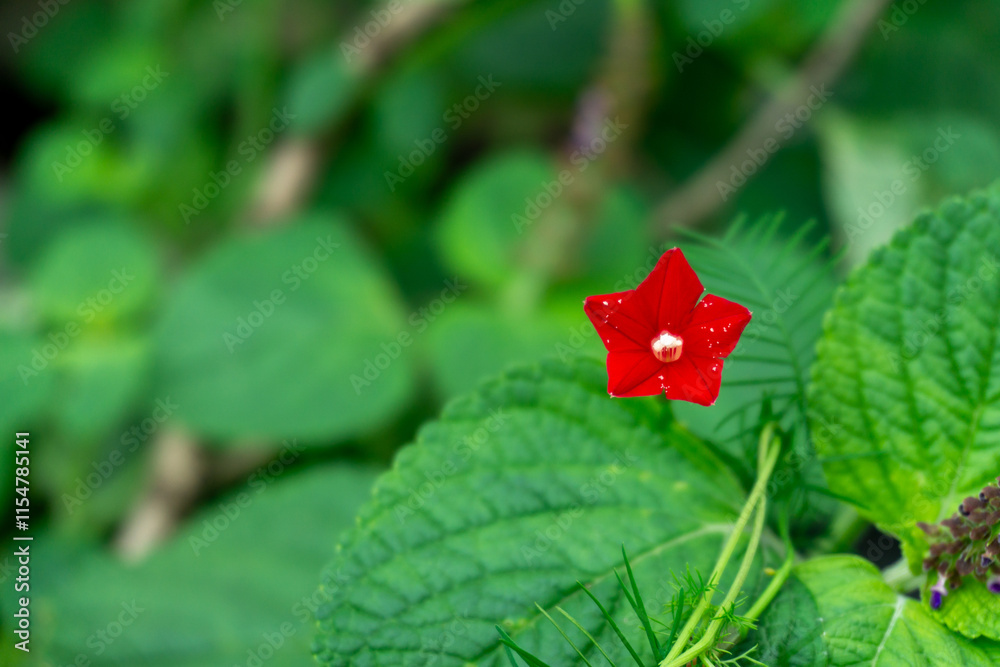 A vibrant red Ipomoea coccinea flower, commonly known as a cardinal climber, stands out against a backdrop of lush green foliage. Its star-shaped petals are delicate and eye-catching A vibrant red Ipomoea coccinea flower, commonly known as a cardinal climber, stands out against a backdrop of lush green foliage. Its star-shaped petals are delicate and eye-catching