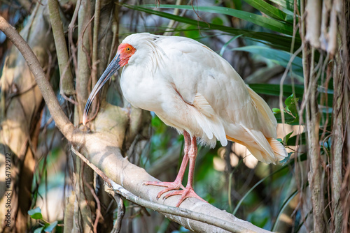 The crested ibis (Nipponia nippon) is a medium-sized, endangered bird native to East Asia. It has a distinctive appearance with a white body, a red face, and a long, curved beak. 
