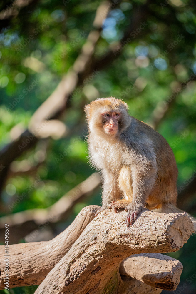 The rhesus macaque (Macaca mulatta) is a medium-sized primate native to South, Central, and Southeast Asia. It has a brown or grey coat, a pink face, and a long tail.
The rhesus macaque (Macaca mulatta) is a medium-sized primate native to South, Central, and Southeast Asia. It has a brown or grey coat, a pink face, and a long tail.