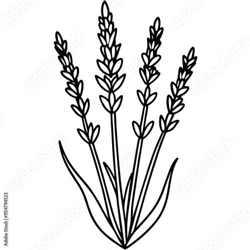 Lavender Lush line art art vector