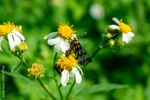 A striking Amata moth (likely Amata huebneri) with black and yellow stripes rests on a white flower, its transparent wings with dark veins clearly visible.