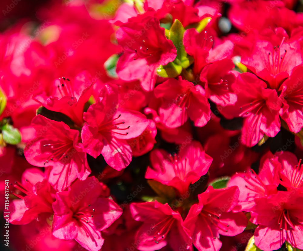 Obraz premium Natural flower plant. Flora nature. Bright blooming azalea flower in nature. Azalea flower. Flowering nature closeup. Macro of flowering azalea plant. Exotic flower. Fresh fragrance