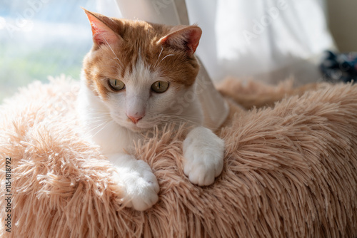 前足をそろえた可愛いポーズの猫　茶トラ白