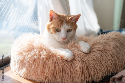 前足をそろえた可愛いポーズの猫　茶トラ白