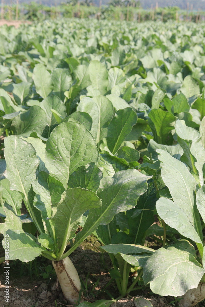 Radishes plant on farm for harvest Radishes plant on farm for harvest