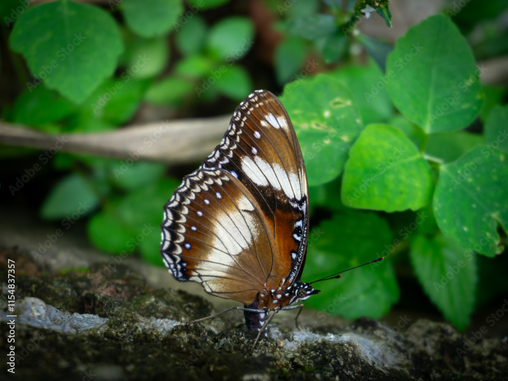 Obraz premium A striking Hypolimnas bolina (Great Eggfly) butterfly perches on a textured surface, showcasing its contrasting brown, white, and black wing patterns