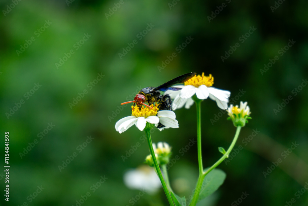 A blue-black scoliid wasp (Scolia vollenhoveni) forages on a small white flower, its hairy body covered in pollen. A blue-black scoliid wasp (Scolia vollenhoveni) forages on a small white flower, its hairy body covered in pollen.