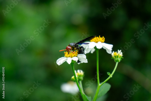 A blue-black scoliid wasp (Scolia vollenhoveni) forages on a small white flower, its hairy body covered in pollen. photo