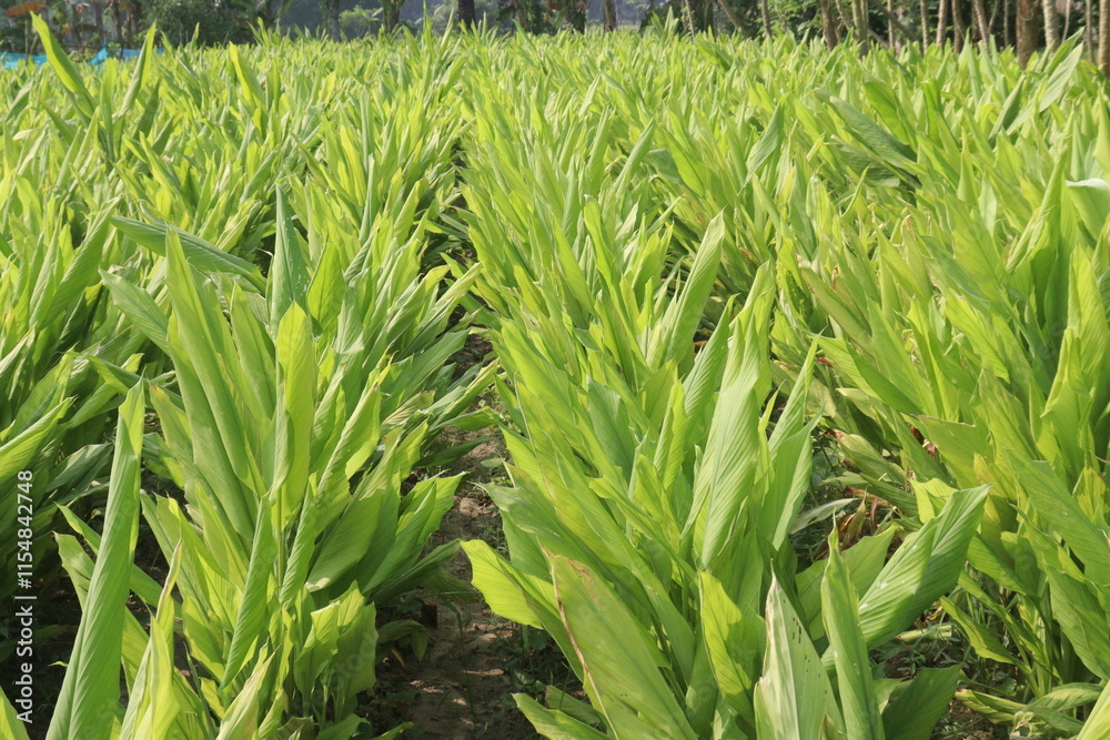 Obraz premium turmeric plant on farm are cash crops
