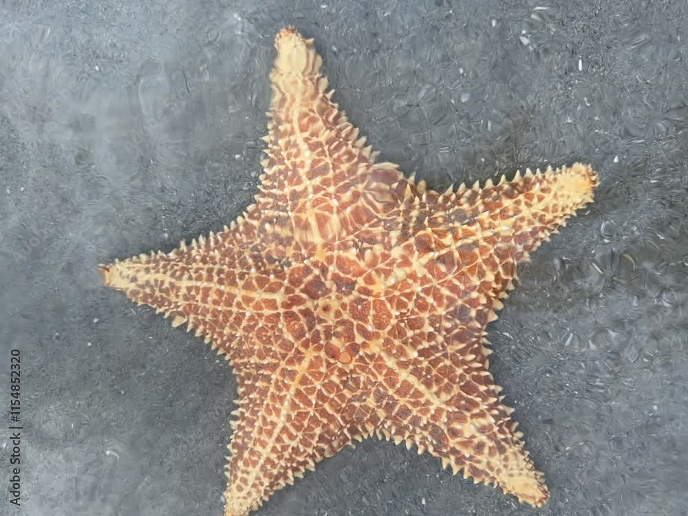 Large orange starfish under water Large orange starfish under water