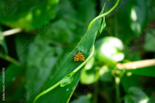A small, intricately patterned moth, possibly a Tortricid (Tortricidae family), rests on a slender green leaf. photo