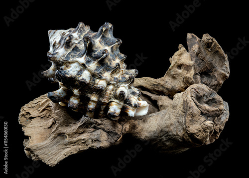 Spiked Vasum Seashell and Driftwood Composition photo