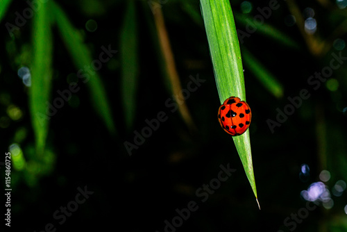 A vibrant red Coelophora inaequalis (common name: Variable Ladybug) clings to a slender green leaf, its black spots contrasting sharply against its bright body photo