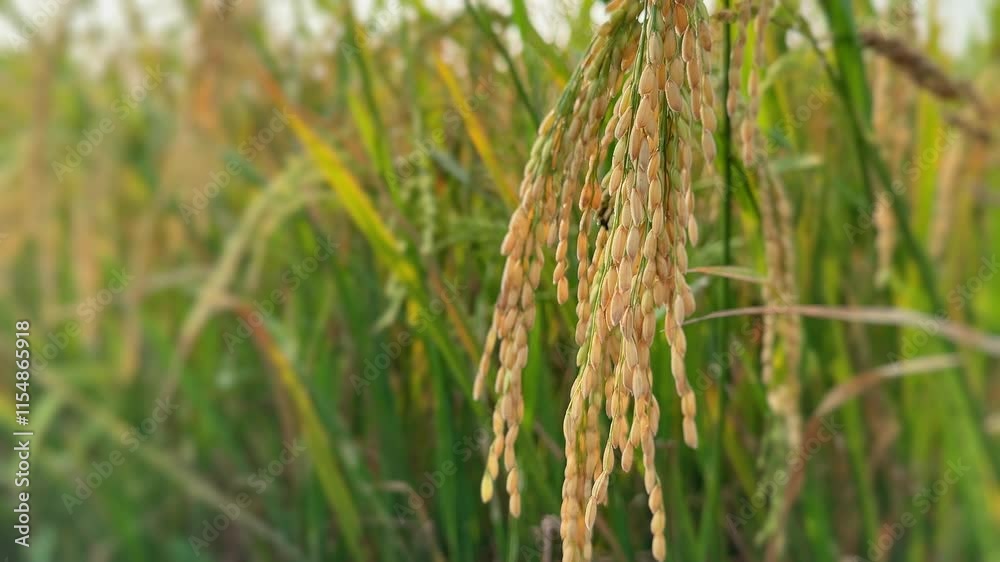 Golden paddy field swaying over sunset day time in India. closeup of grain rice crop with ears details, Golden paddy field swaying over sunset day time in India. closeup of grain rice crop with ears details,