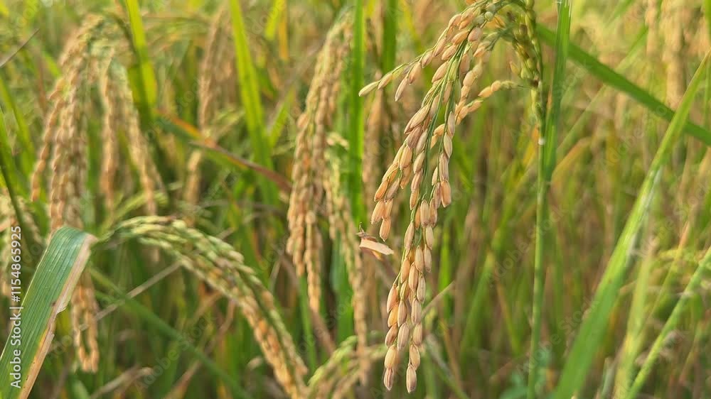 closeup shot of rice paddy swaying in the rice field closeup shot of rice paddy swaying in the rice field