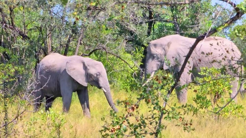 Amazing african elephants feeding in a forestry savannah, Kruger National Park, South Africa.