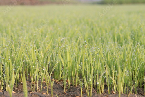 paddy plant seedling on experimental field