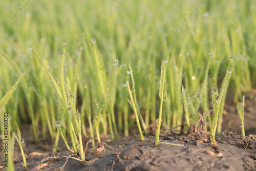 paddy plant seedling on experimental field