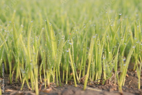 paddy plant seedling on experimental field photo