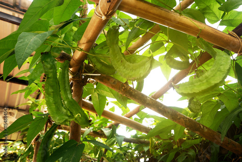 Winged Bean Plant Growing on Bamboo Trellis in a Garden