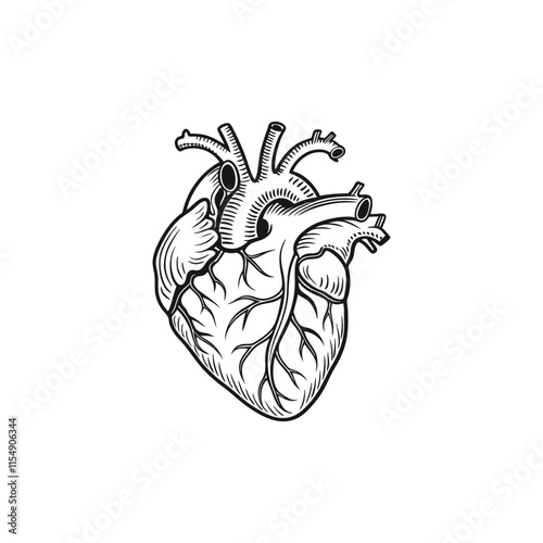 Human heart anatomically correct hand drawn line art