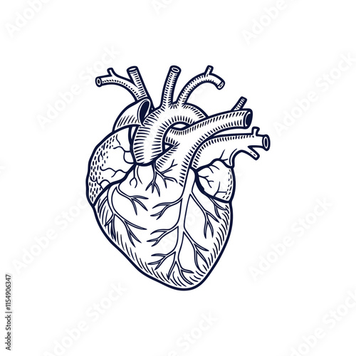 Human heart anatomically correct hand drawn line art