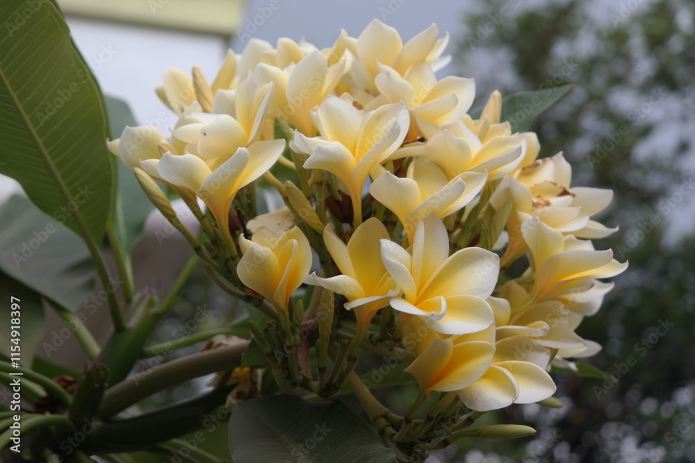 Obraz premium Close-up of a cluster of pale yellow and white Plumeria flowers.