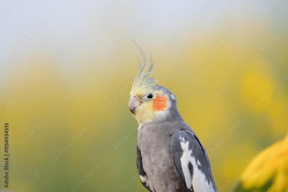 Cockatiel parrot bird free flying on perch Cockatiel parrot bird free flying on perch